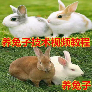 养兔子技术自学全套视频教程大全兔子养殖教程学畜牧养殖视频教程
